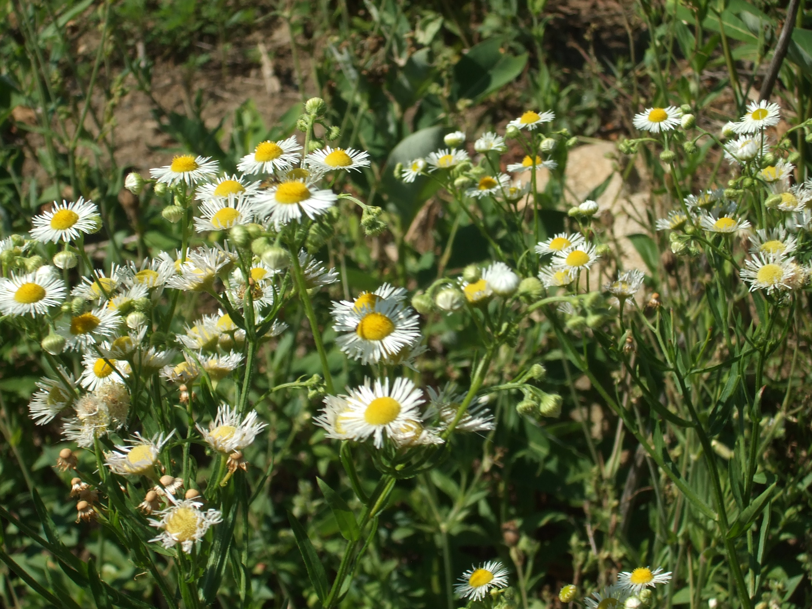 daisies, probably