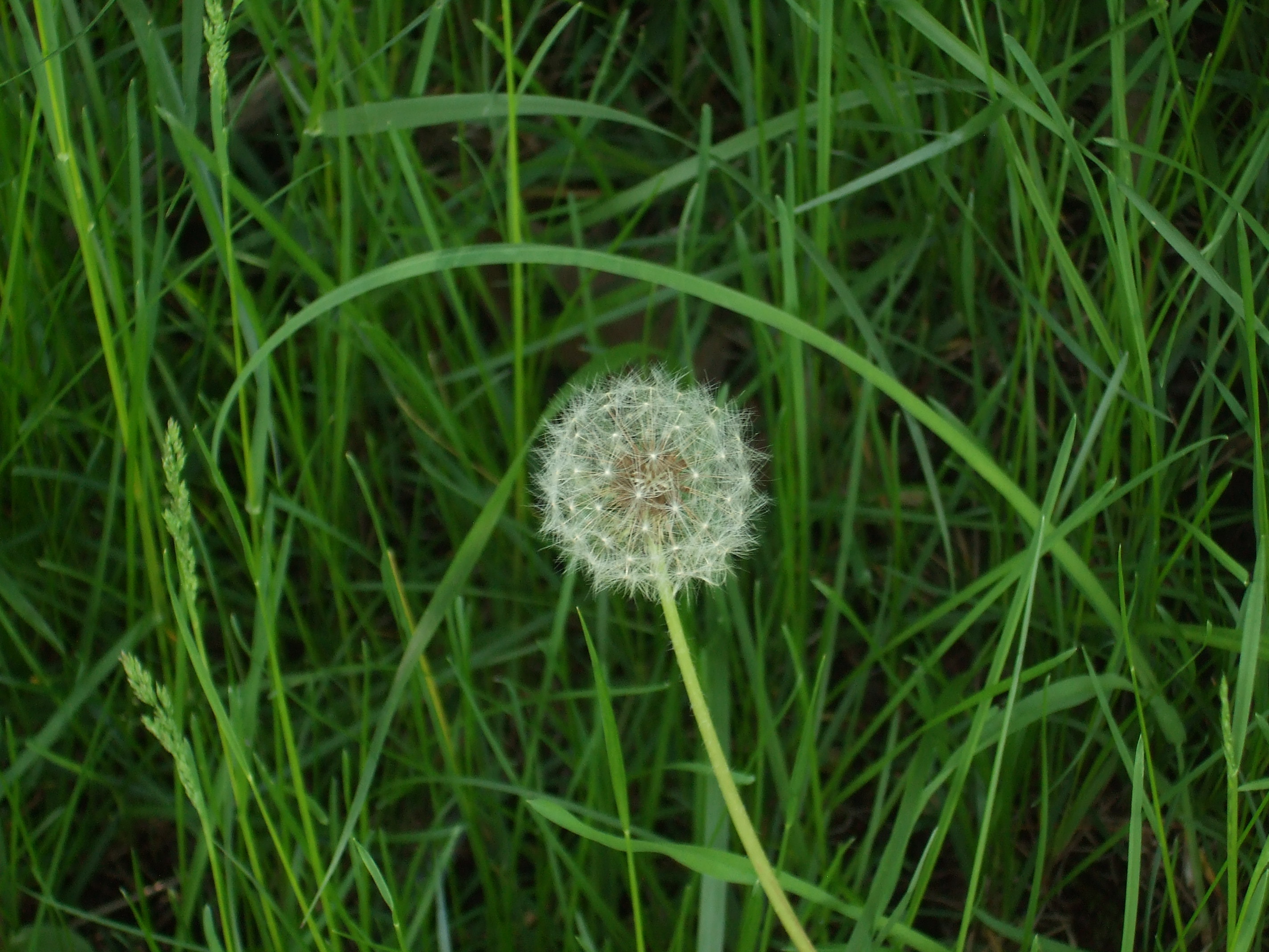 dandelion