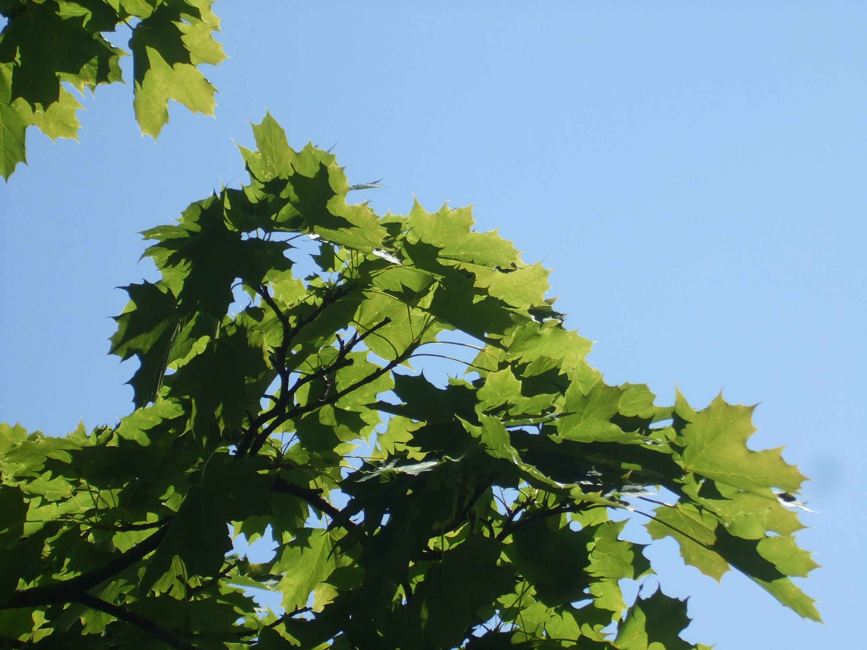 leaves