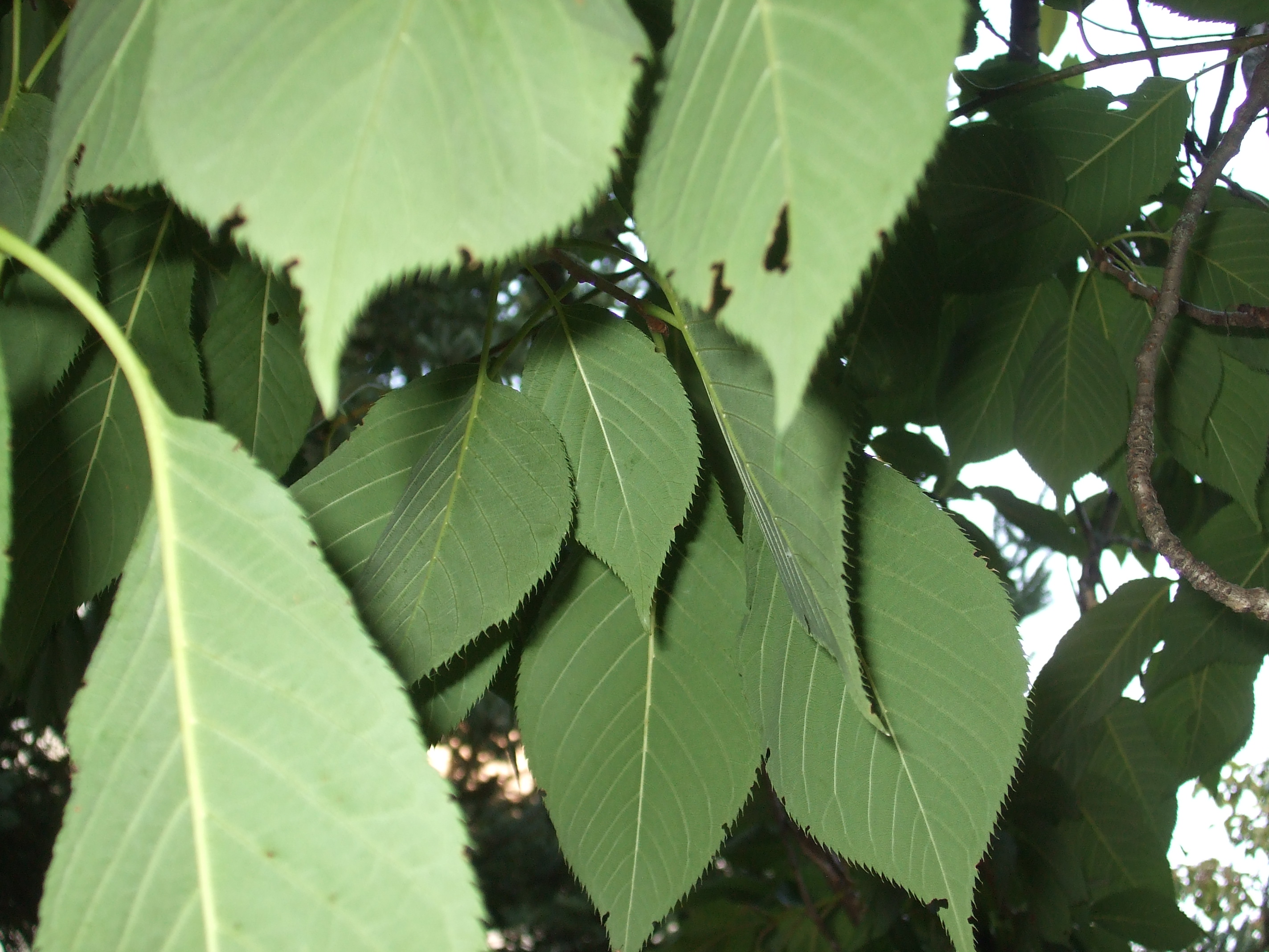 leaves