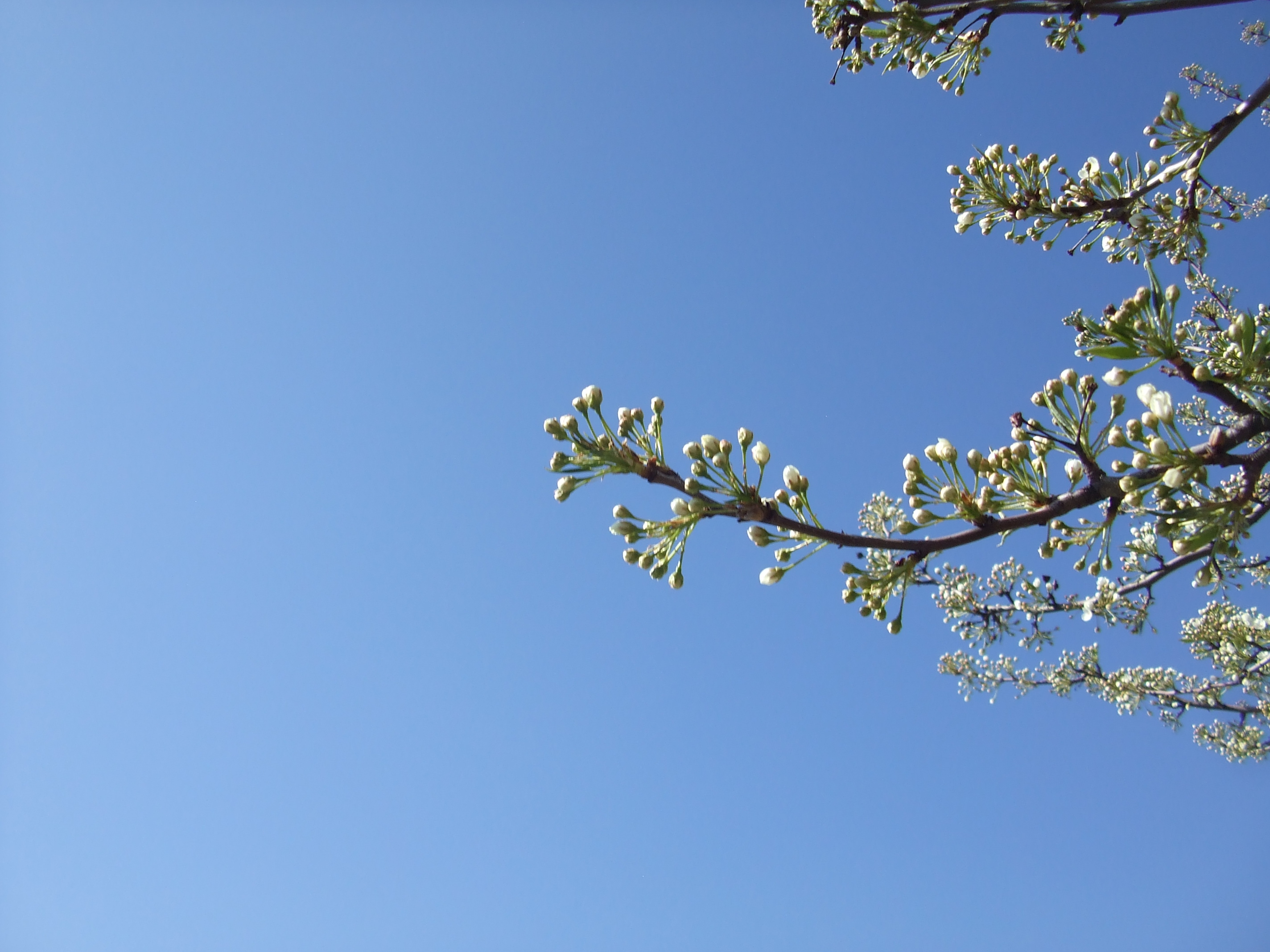 branch with buds